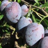 1208F 144 Rhein-Radweg